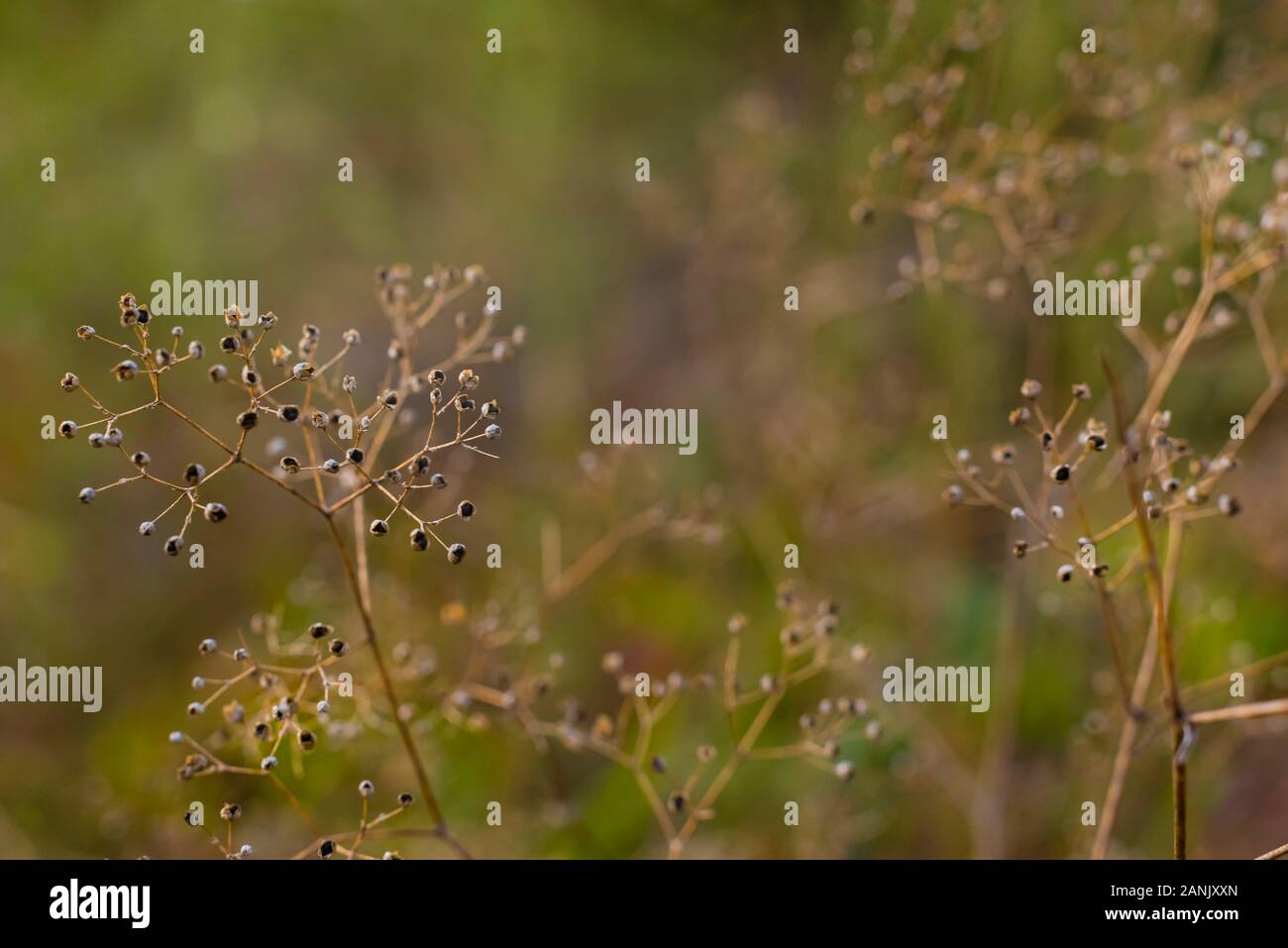 I semi secchi su un prato selvatico, fiori secchi e i rami di una pianta nella luce del sole autunnale, illuminazione calda Foto Stock