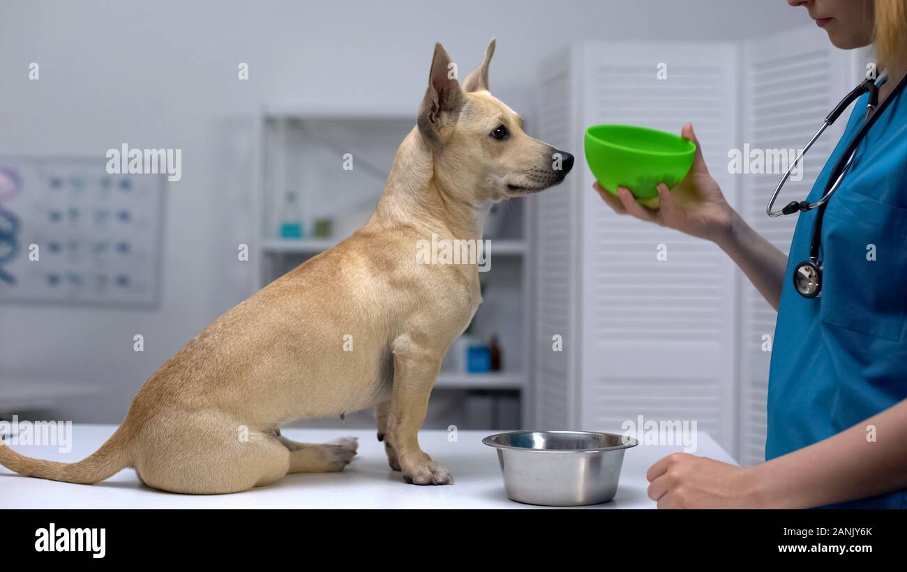 Clinica degli animali lavoratore cane alimentazione, tenendo la coppa con cibo super premium, cura Foto Stock