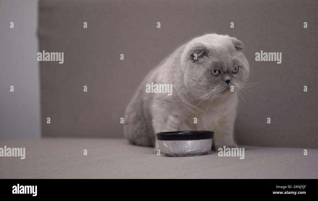 Adorabile gatto grigio seduta ciotola, sana nutrizione bilanciata per il pet, appetito Foto Stock