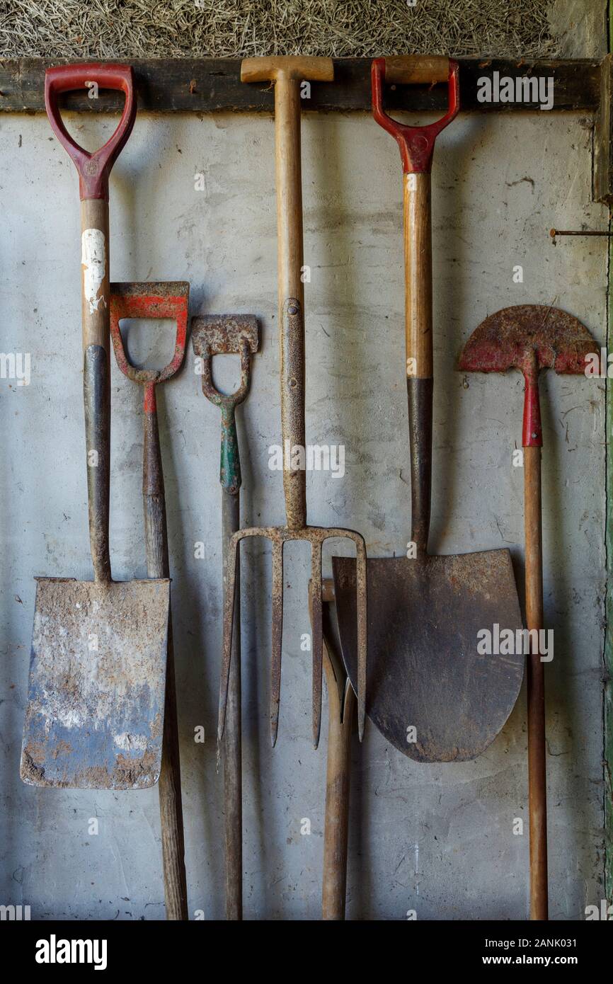 Vecchi attrezzi da giardinaggio compresi picche e forche appeso contro un vecchio capannone parete Foto Stock