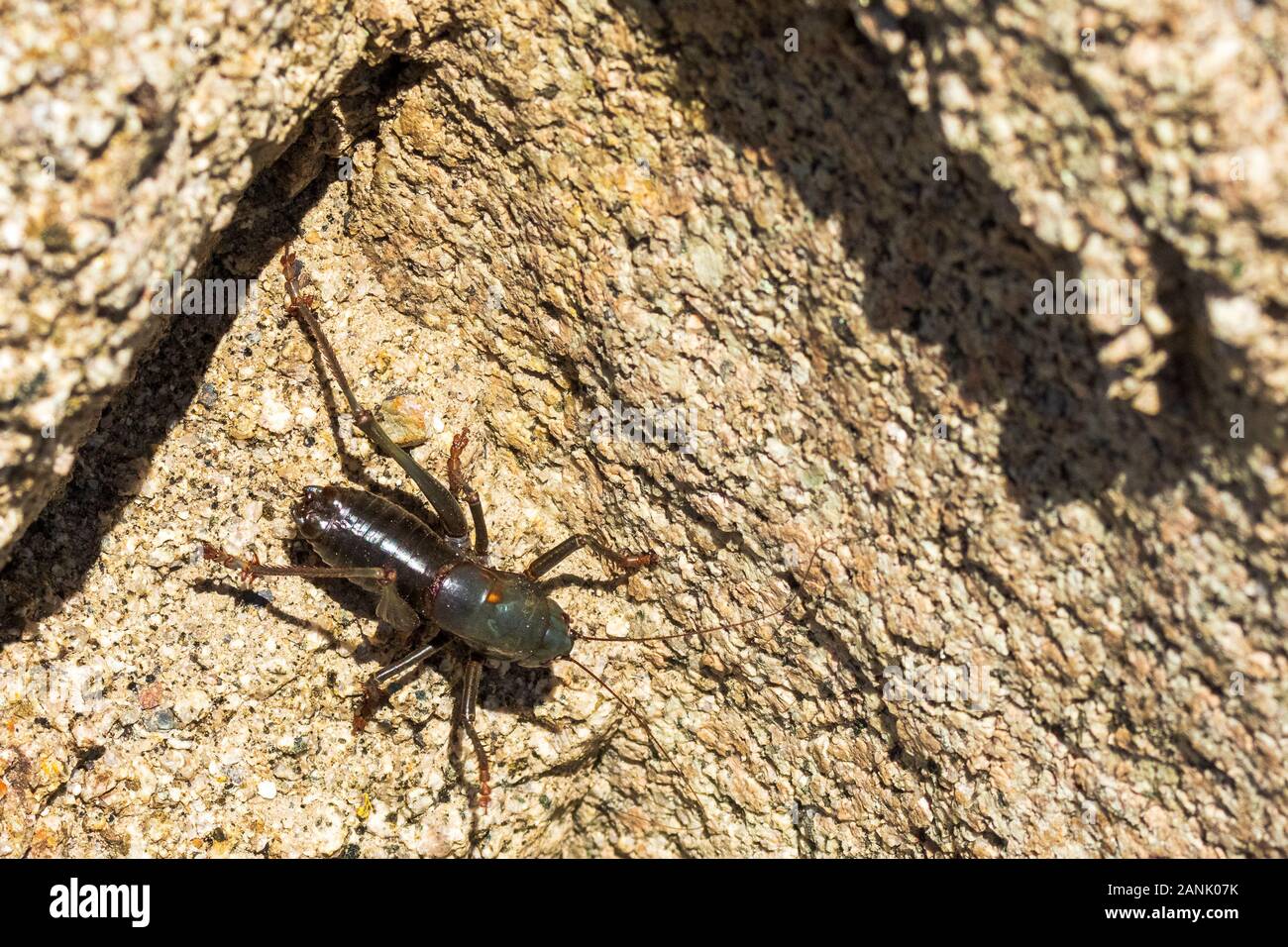 Il Mormon Cricket con sfondo di roccia Foto Stock