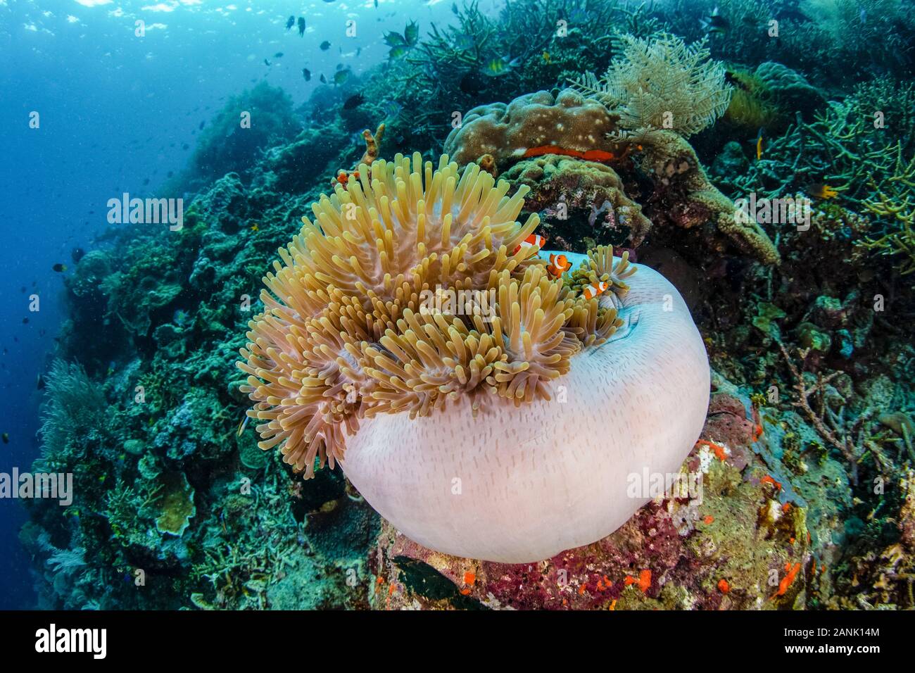 Falso clownfish, Amphiprion ocellaris, nuotare tra i tentacoli della loro anemone host in mezzo al telecomando, isole tropicali di Raja Ampat isole, West Pa Foto Stock