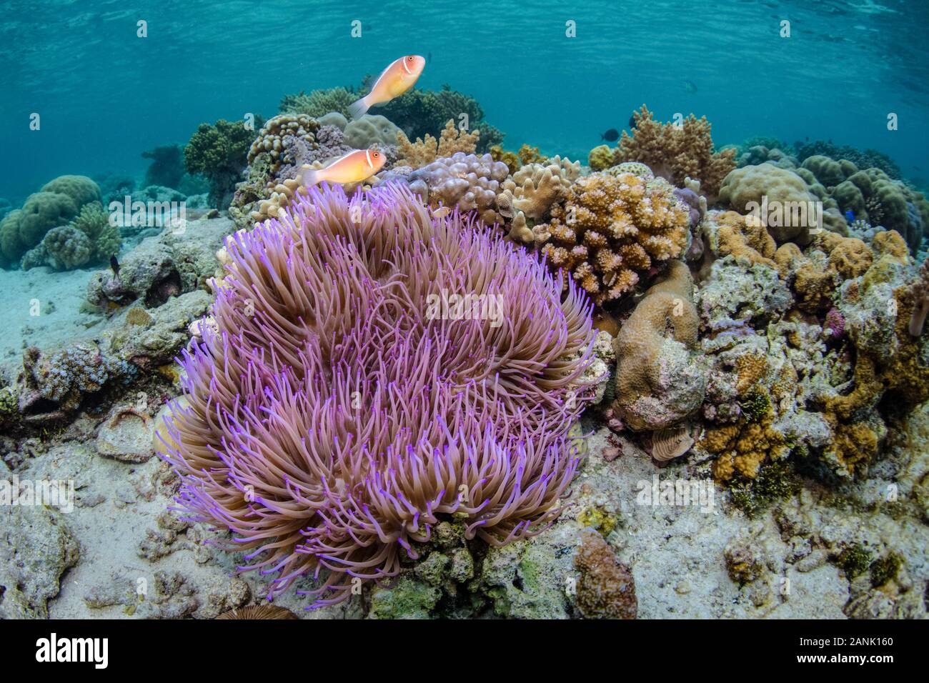 Una coppia di rosa, anemonefish Amphiprion perideraion, nuotare sopra il loro bellissimo anemone host a Wakatobi. Parco Nazionale, Indonesia Foto Stock