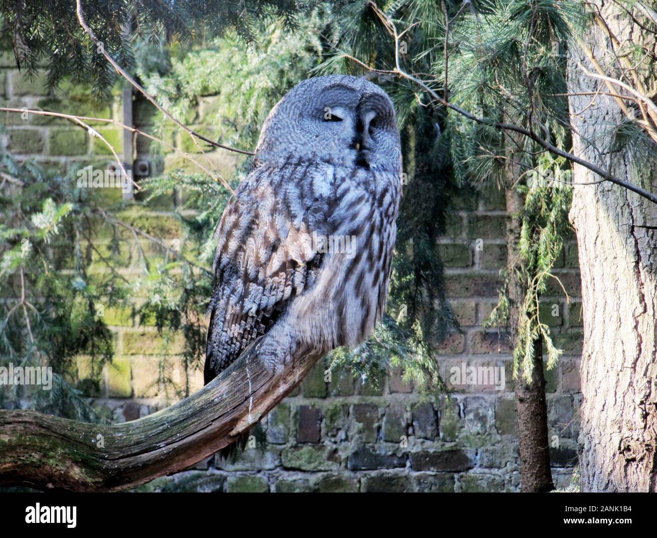 Allocco di dormire su un ramo, Strix aluco Foto Stock