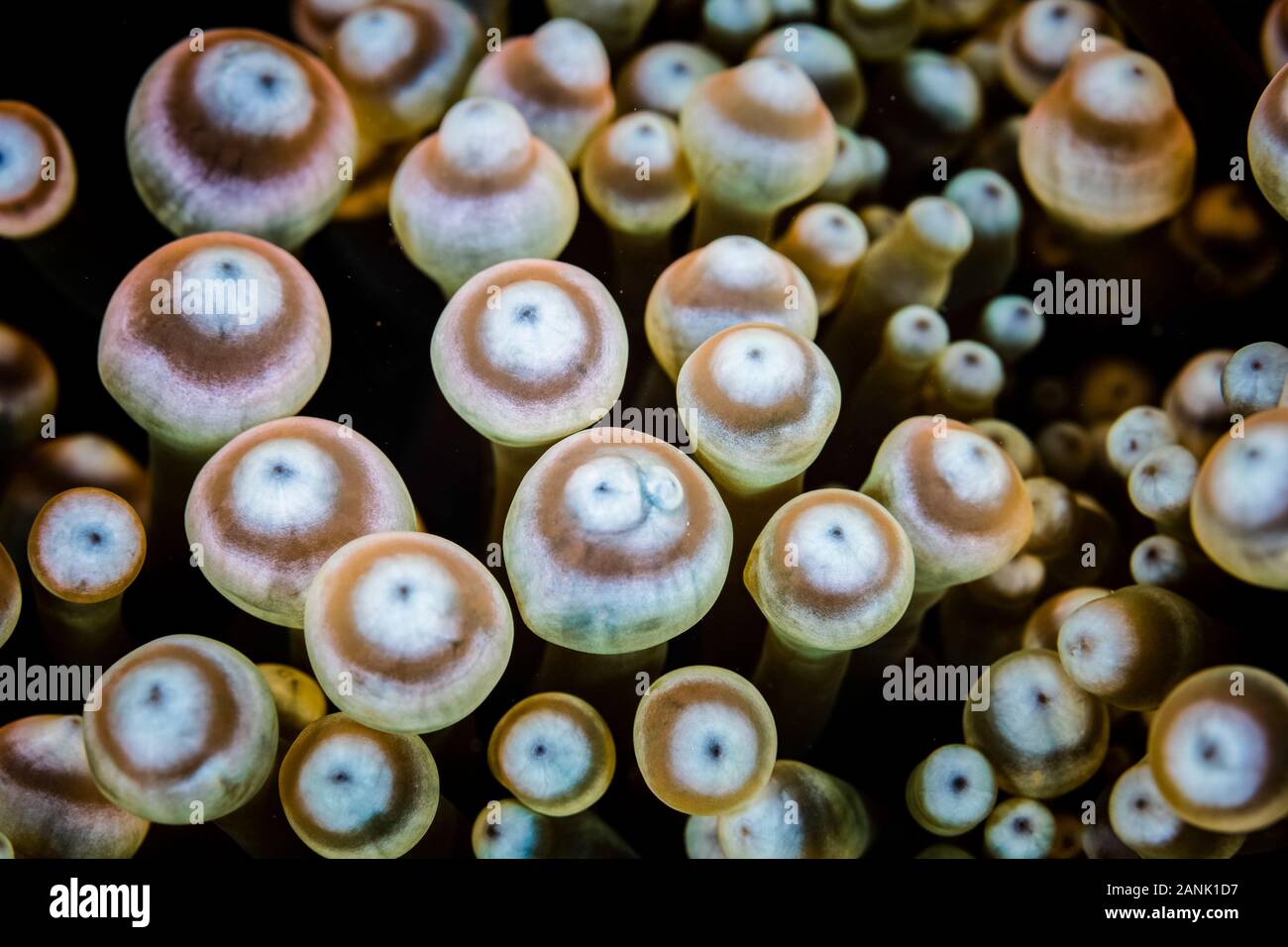 Dettaglio dei tentacoli di un-a bulbo (anemone Entacmaea quadricolor) cresce su una scogliera di Raja Ampat isole, Papua occidentale, in Indonesia, Indo-pacifico Ocean Foto Stock