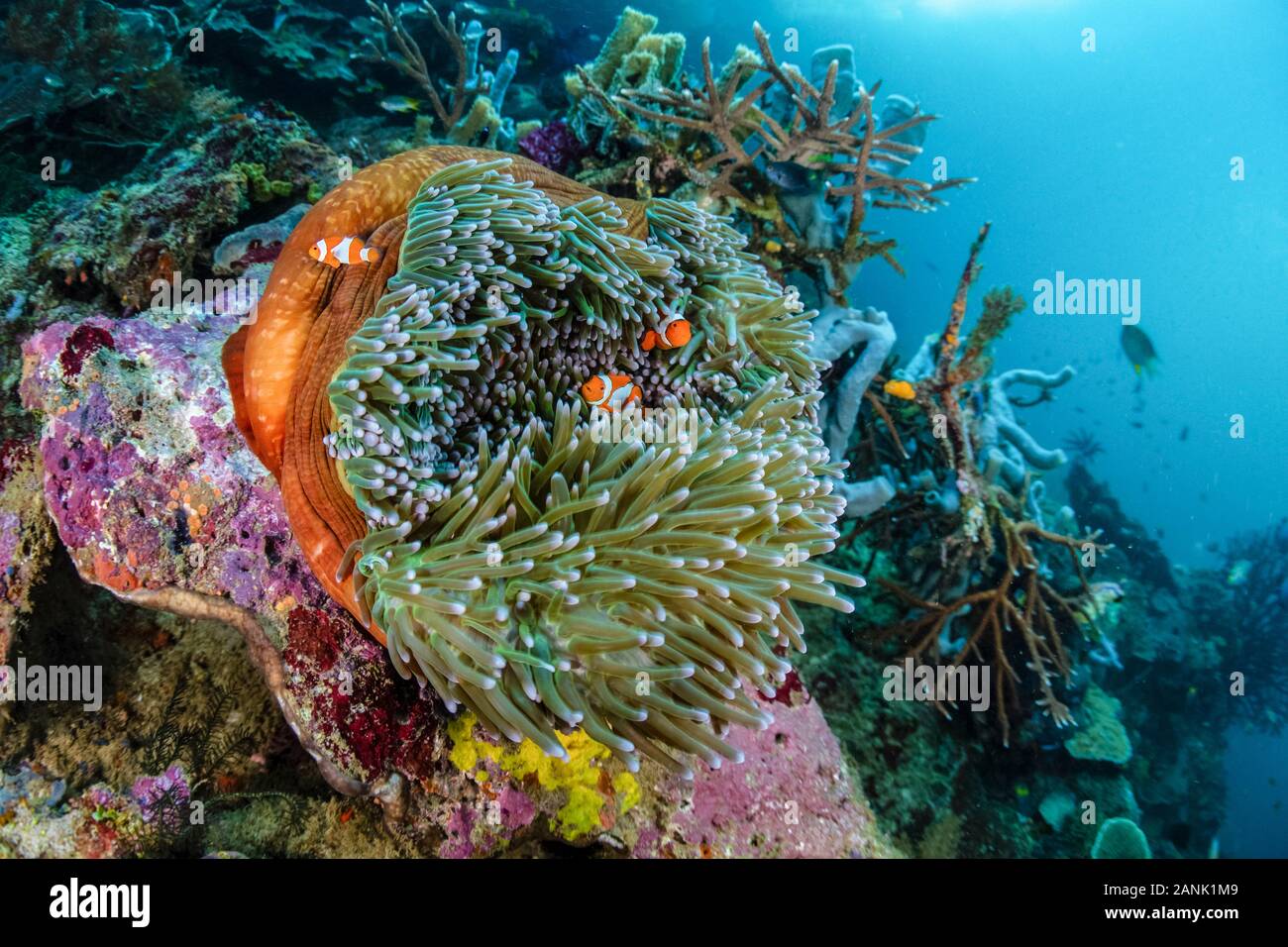 Falso anemonefish (Amphiprion ocellaris) nuotare entro i tentacoli della loro anemone host in Raja Ampat isole, Papua occidentale, in Indonesia, Indo-pacifico Oc Foto Stock