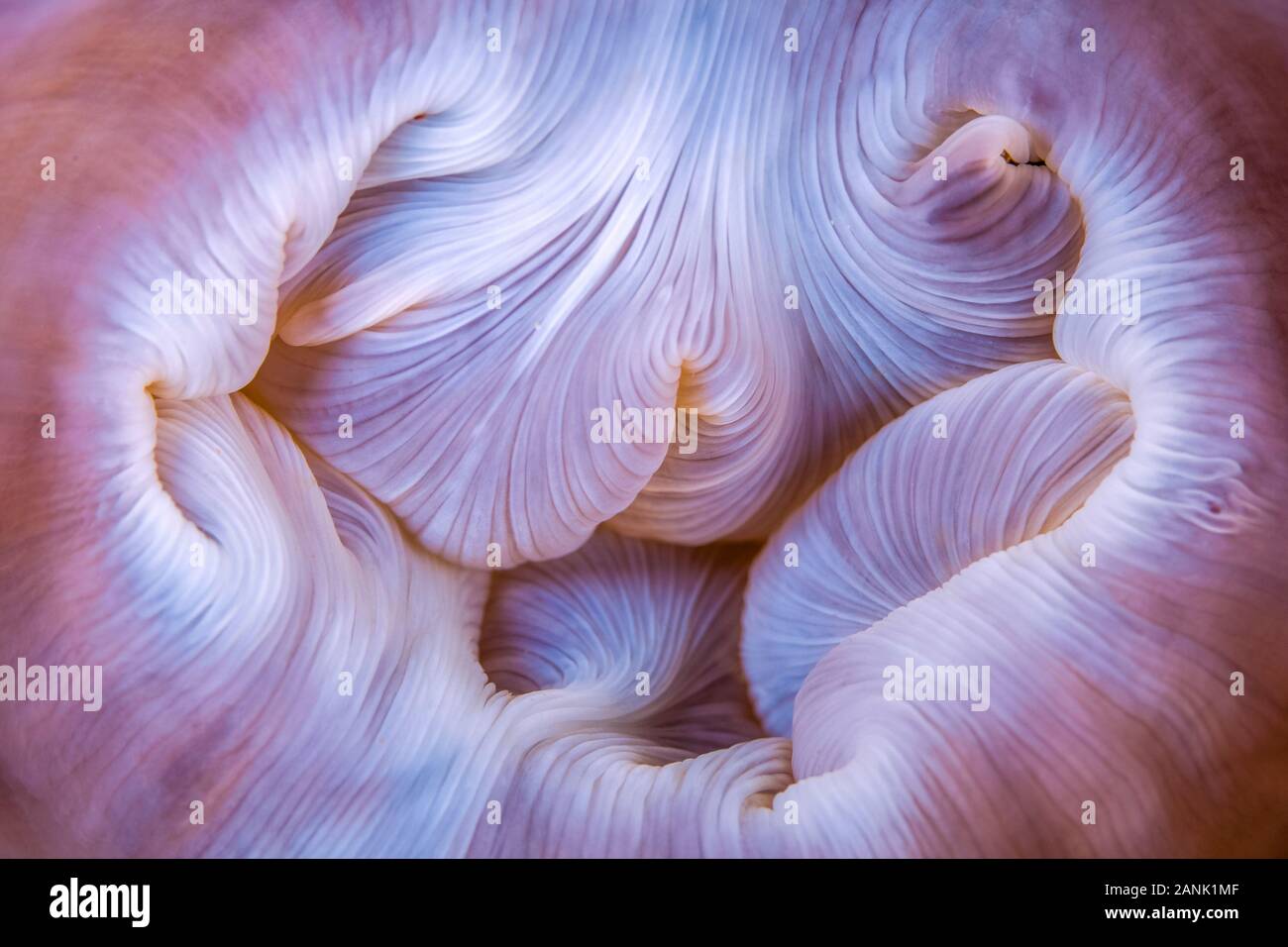 Abstract della bocca di un magnifico (anemone Heteractis magnifica) cresce su una scogliera di Raja Ampat isole, Papua occidentale, in Indonesia, Indo-pacifico Oce Foto Stock