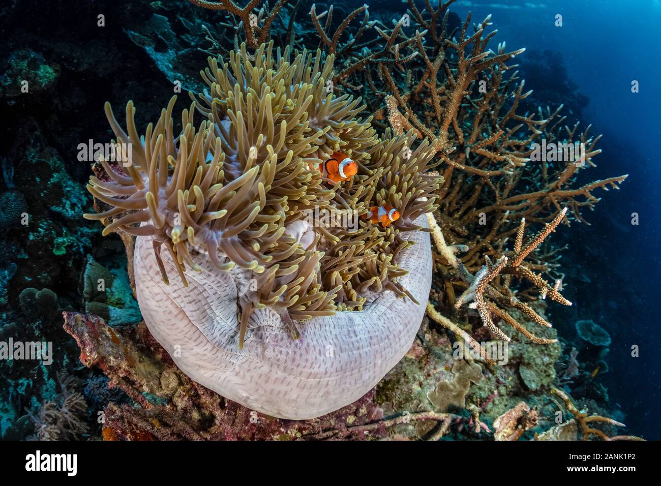 Falso clownfish (Amphiprion ocellaris) mettetevi comodi in i tentacoli della loro anemone host in Raja Ampat isole, Papua occidentale, in Indonesia, Indo-pacifico Oce Foto Stock