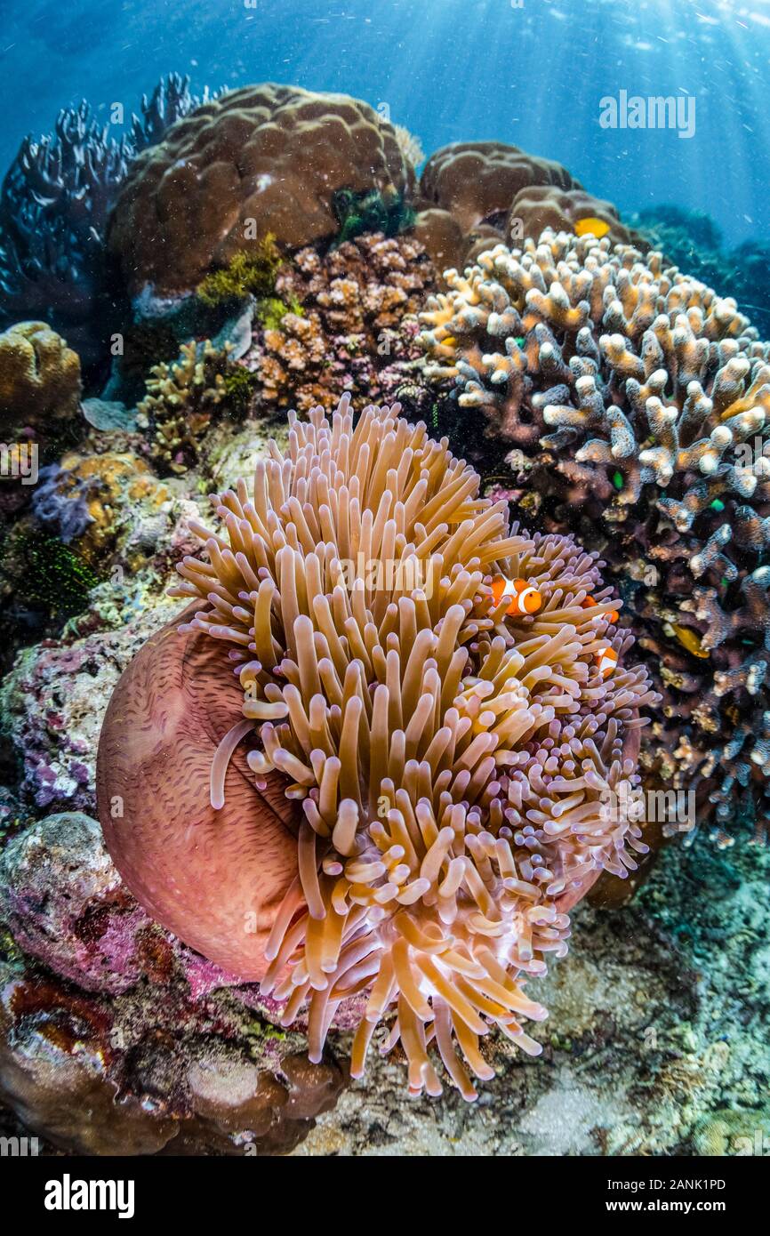 Falso clownfish (Amphiprion ocellaris) nuotare tra i tentacoli della loro anemone host su una scogliera di Raja Ampat isole, Papua occidentale, in Indonesia, Indo-Pac Foto Stock