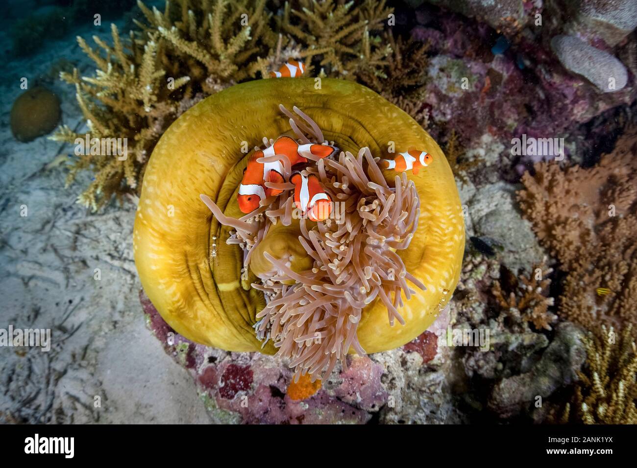 Un magnifico (anemone Heteractis magnifica) è la casa di False clownfish (Amphiprion ocellaris) su di una scogliera di corallo, Raja Ampat isole, Papua Occidentale, Indone Foto Stock