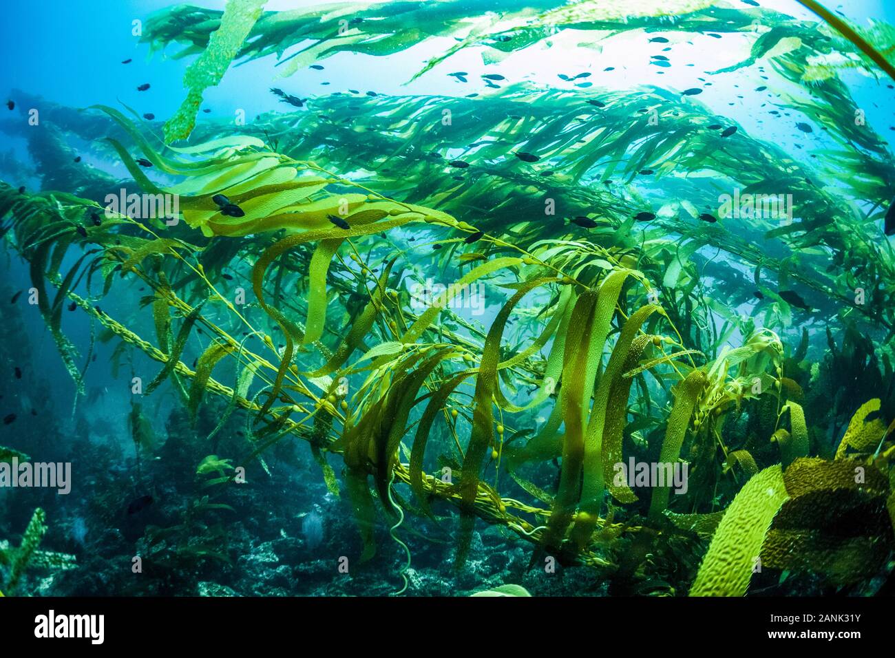 Gigante di foresta di kelp, Macrocystis pyrifera, Santa Barbara Island, il Parco Nazionale delle Channel Islands, Channel Islands National Marine Sanctuary, California, U Foto Stock