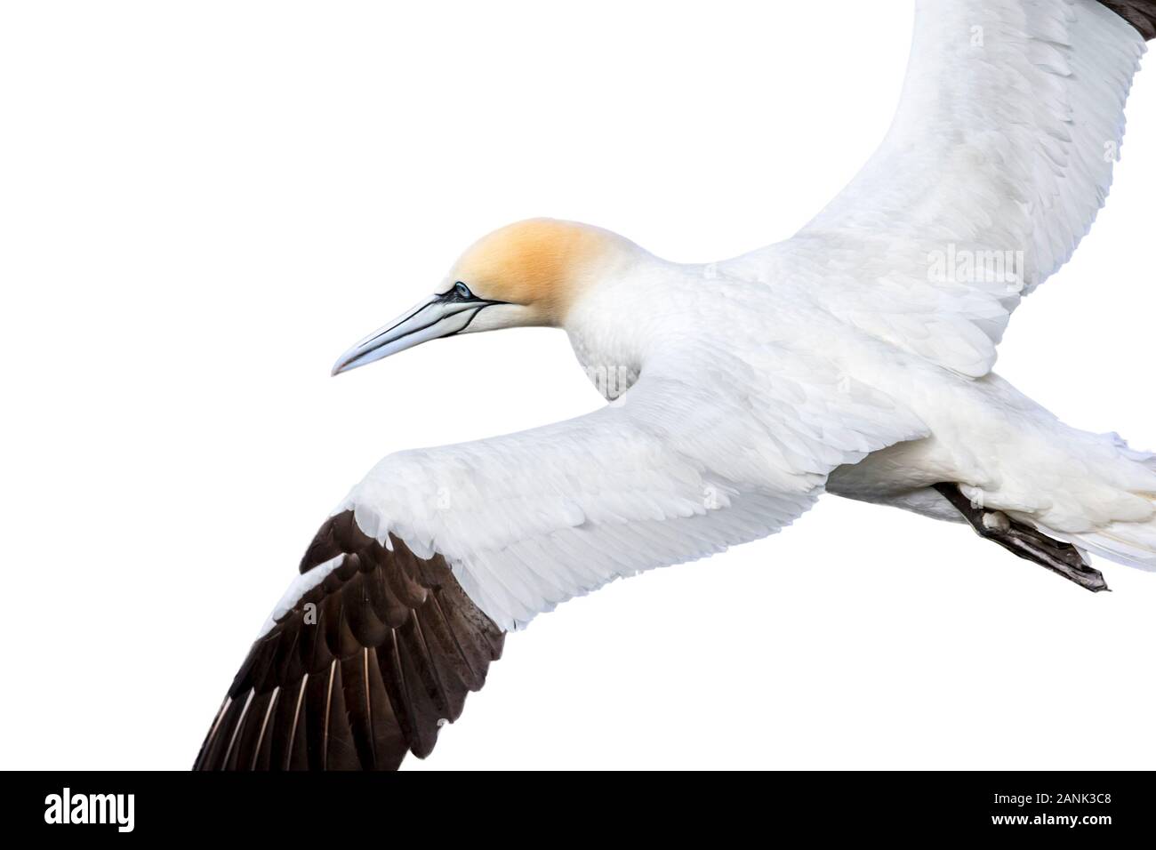 Northern gannet (Morus bassanus) in volo contro uno sfondo bianco Foto Stock