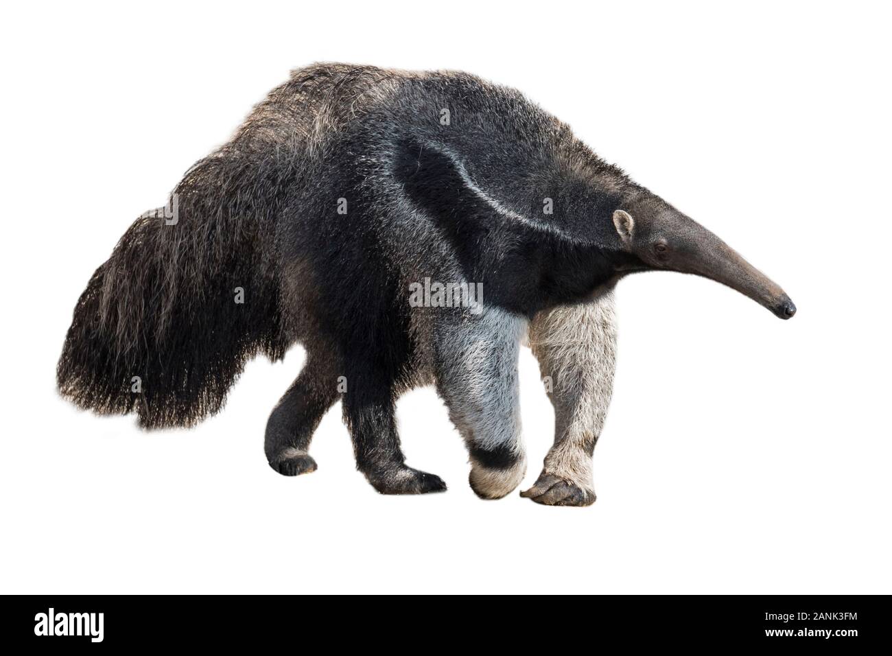 Giant anteater / ant bear (Myrmecophaga tridactyla) insectivore nativa per l'America centrale e del Sud contro uno sfondo bianco Foto Stock