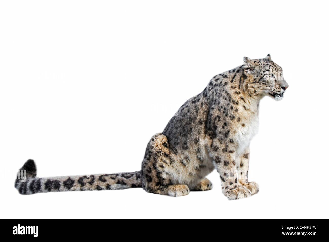 Snow Leopard / oncia (Panthera uncia / Uncia uncia) nativa per le gamme della montagna del Centro e del sud Asia contro uno sfondo bianco Foto Stock