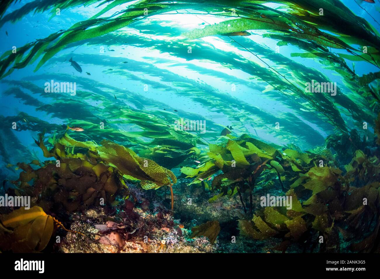 Una foresta di kelp cresce su un fondo roccioso vicino al Santa Barbara Island, Channel Islands National Park, California, USA, Oceano Pacifico Foto Stock
