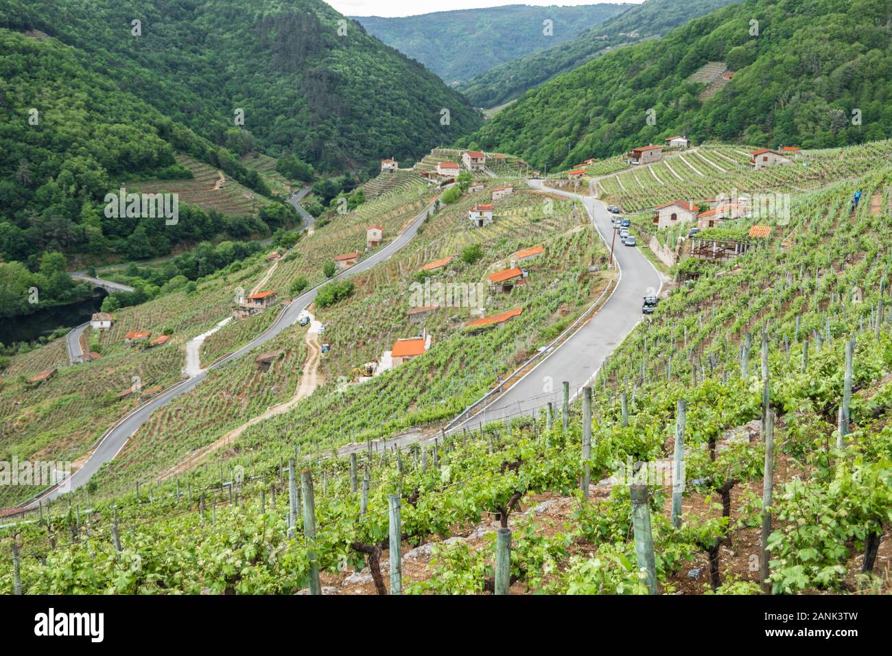 Montagne con piantagione di uva e vista di una casa Foto Stock