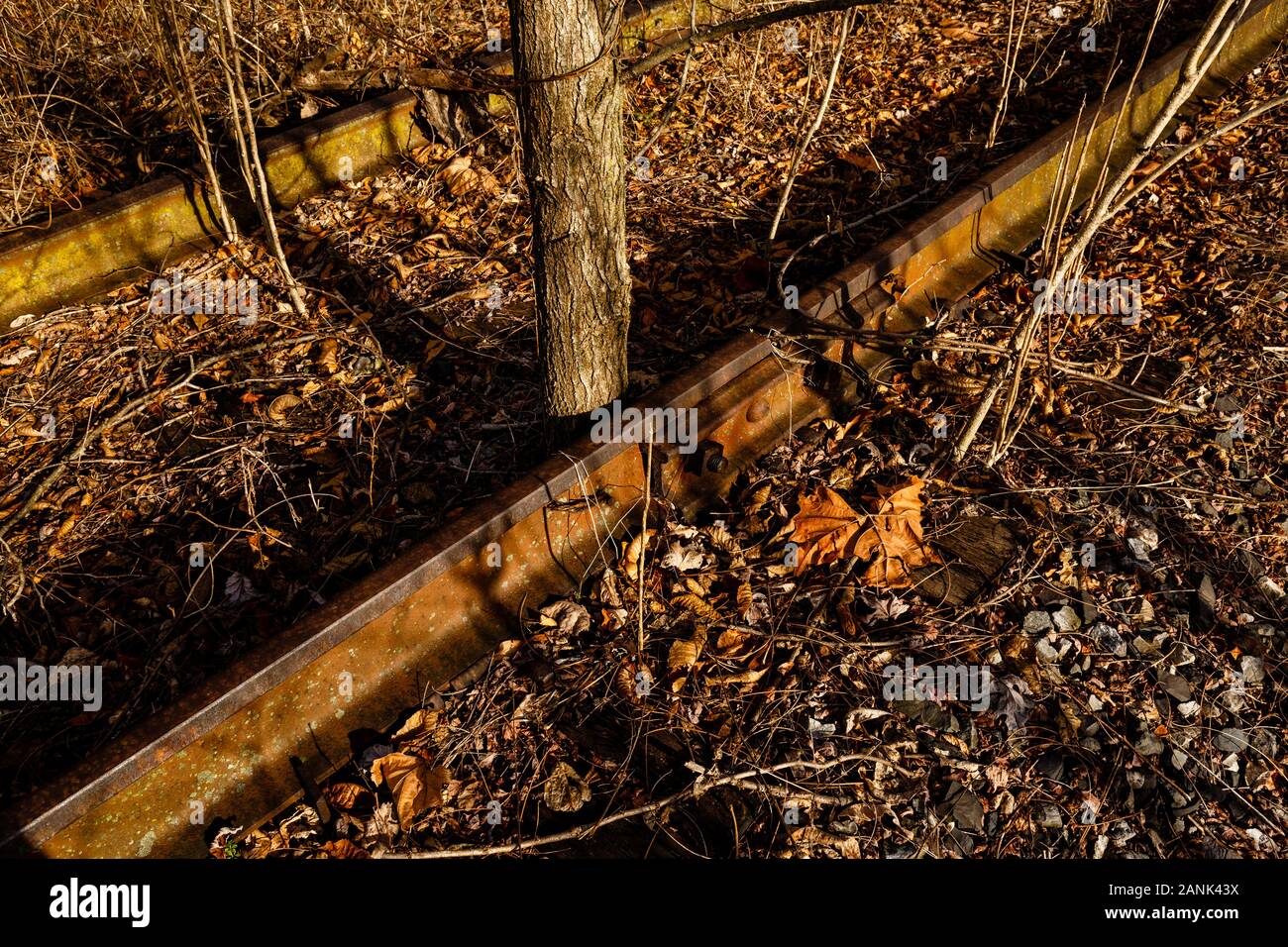 Primo piano di binari ferroviari arrugginiti e abbandonati, ricchi d'oro e di luce marrone, fin dalla mattina presto di un inverno; tra le rotaie cresce un albero. Foto Stock
