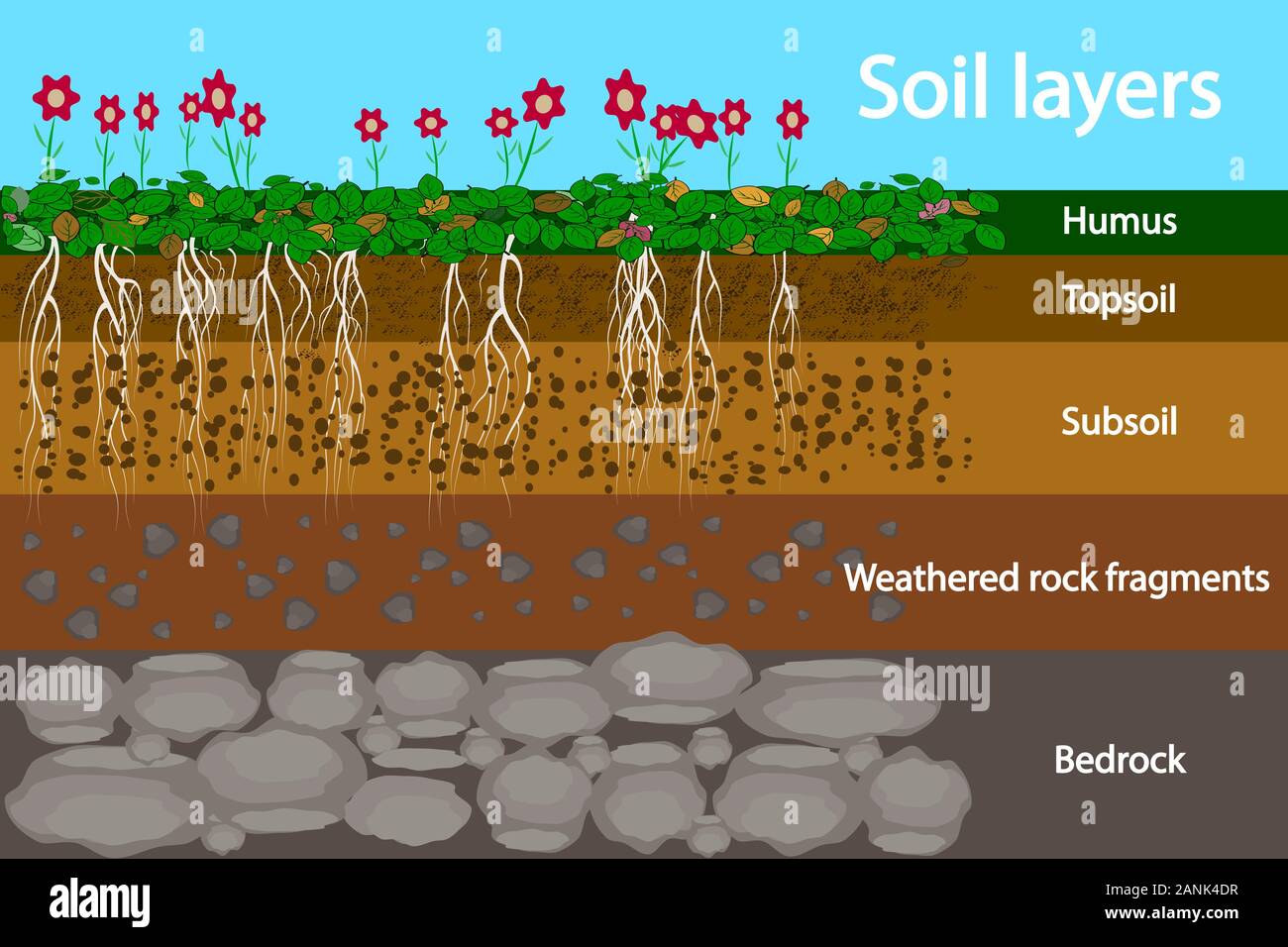 Strati di suolo. Schema per strato di suolo. Strato di suolo schema con erba, radici e terra texture. Sezione trasversale della metropolitana di strati di terreno al di sotto. Vettore Illustrazione Vettoriale