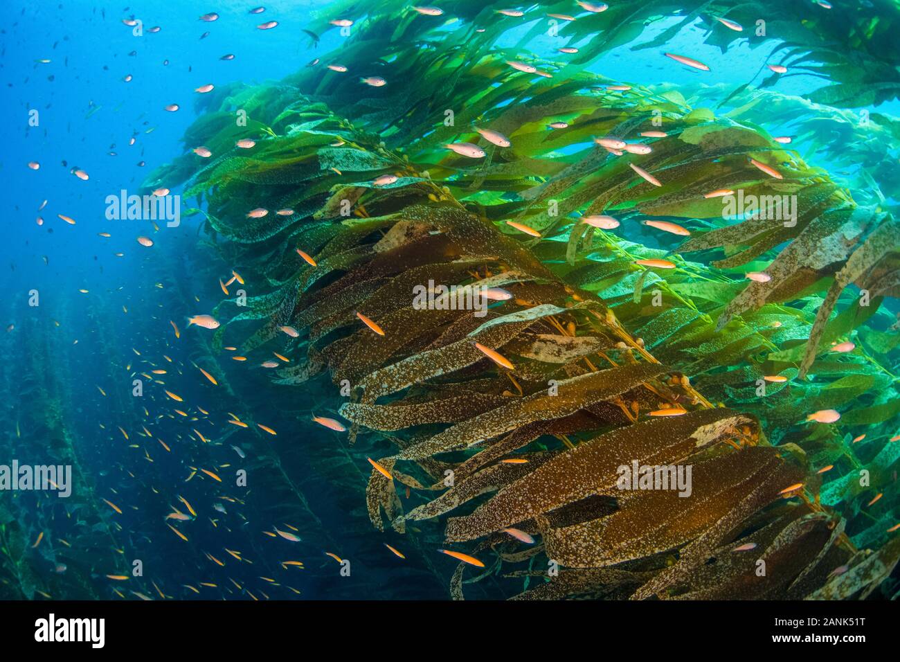 Una scuola di Senorita wrasse, Oxyjulis californica, nuota attraverso una foresta di kelp vicino a Santa Barbara Isola di Santa Barbara Island, Isole del Canale Foto Stock