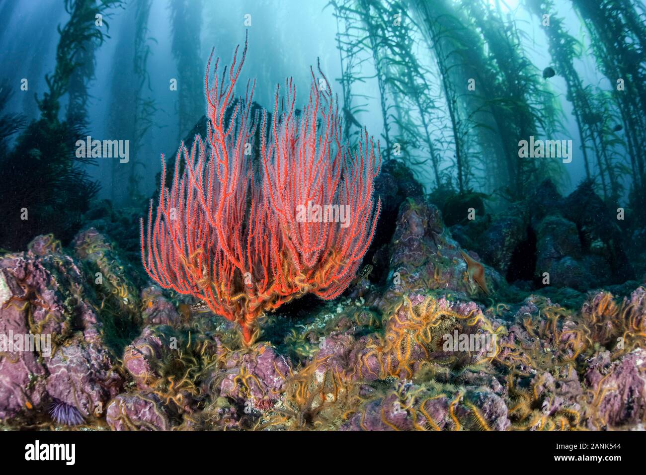 Le gorgonie e fragili stelle nella foresta di kelp, Santa Barbara Island, Channel Islands National Park, California, USA, Oceano Pacifico Foto Stock