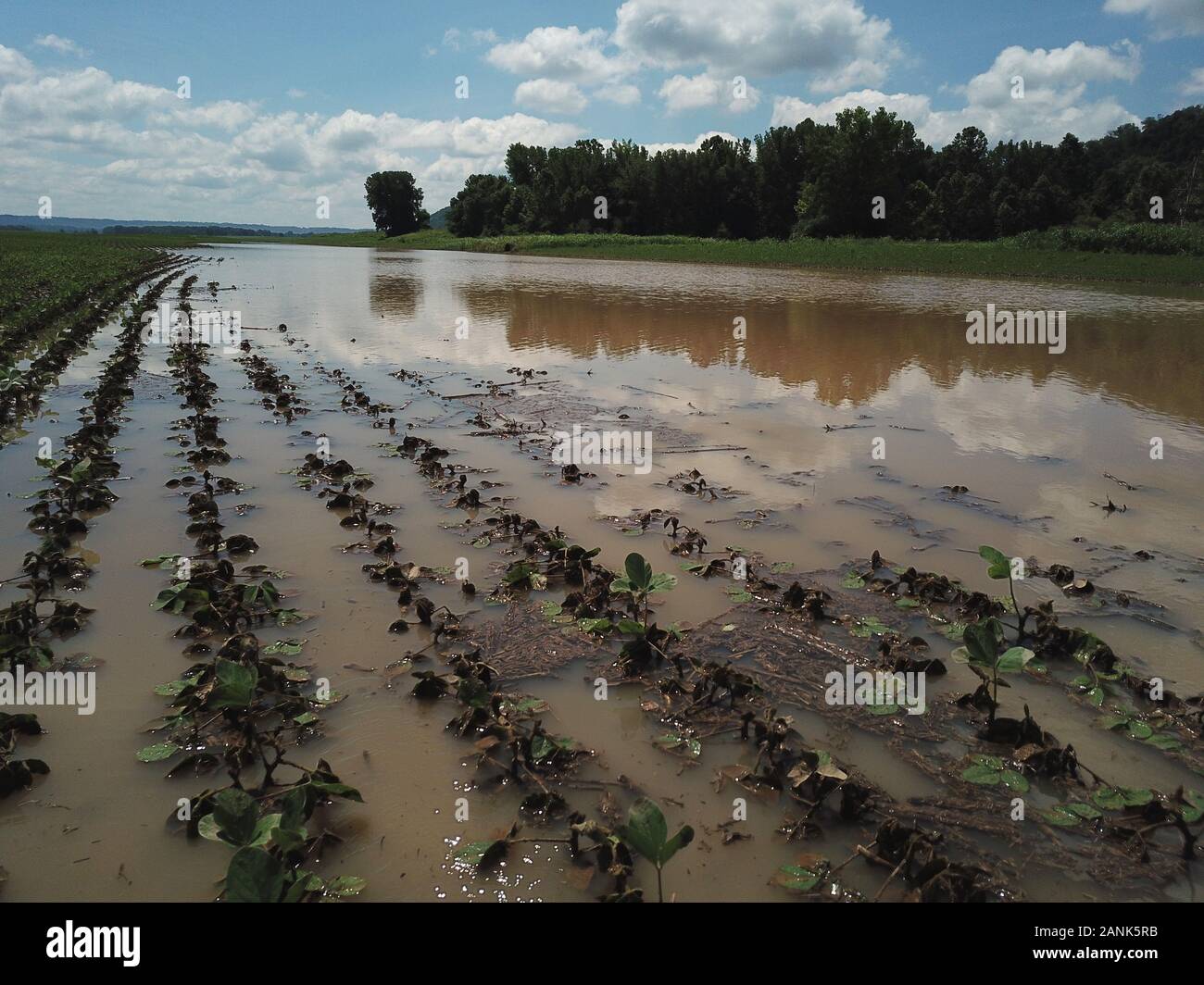 Antenna fuco allagata campo di soia fiume Ohio Indiana Foto Stock