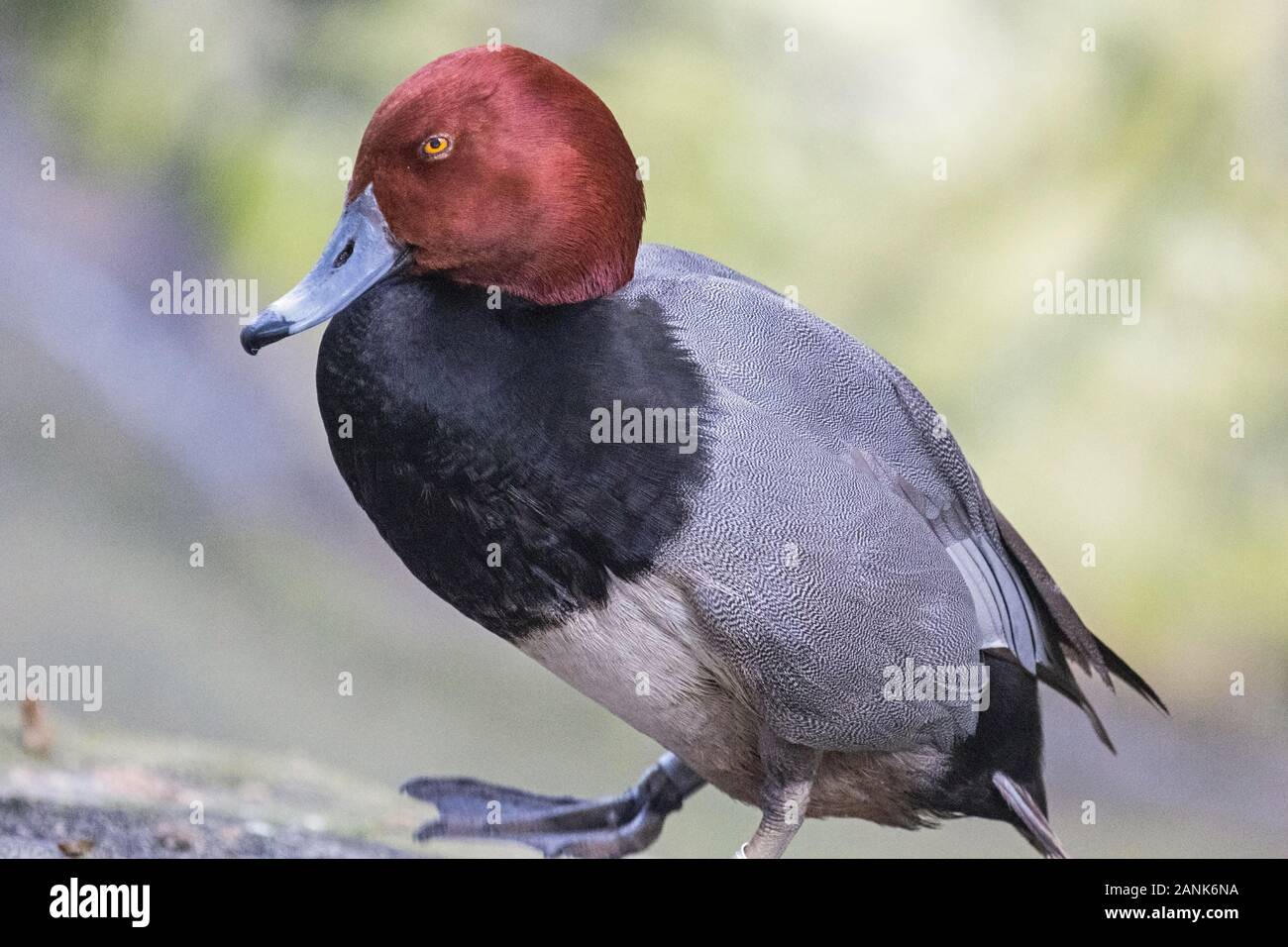 Rosso anatra con testa Foto Stock