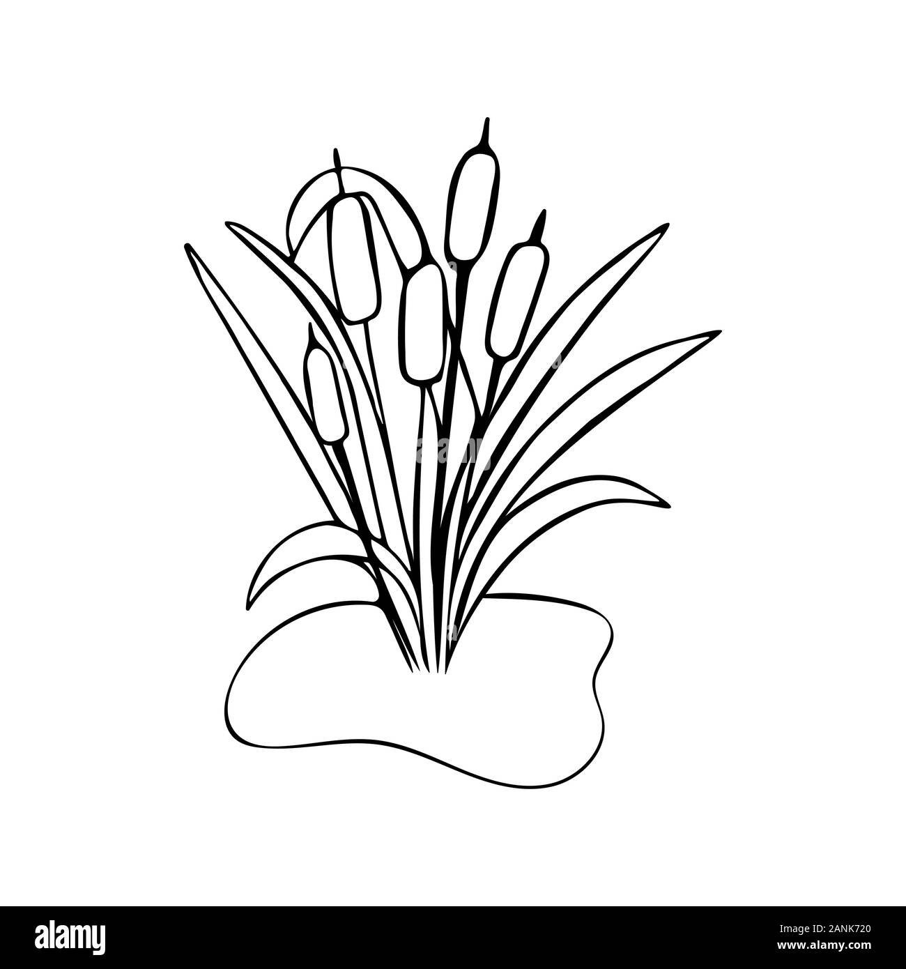 Giunco di palude illustrazione in stile scarabocchio. In bianco e nero. Un impianto in prossimità della palude. Primavera Estate Concept Illustrazione Vettoriale