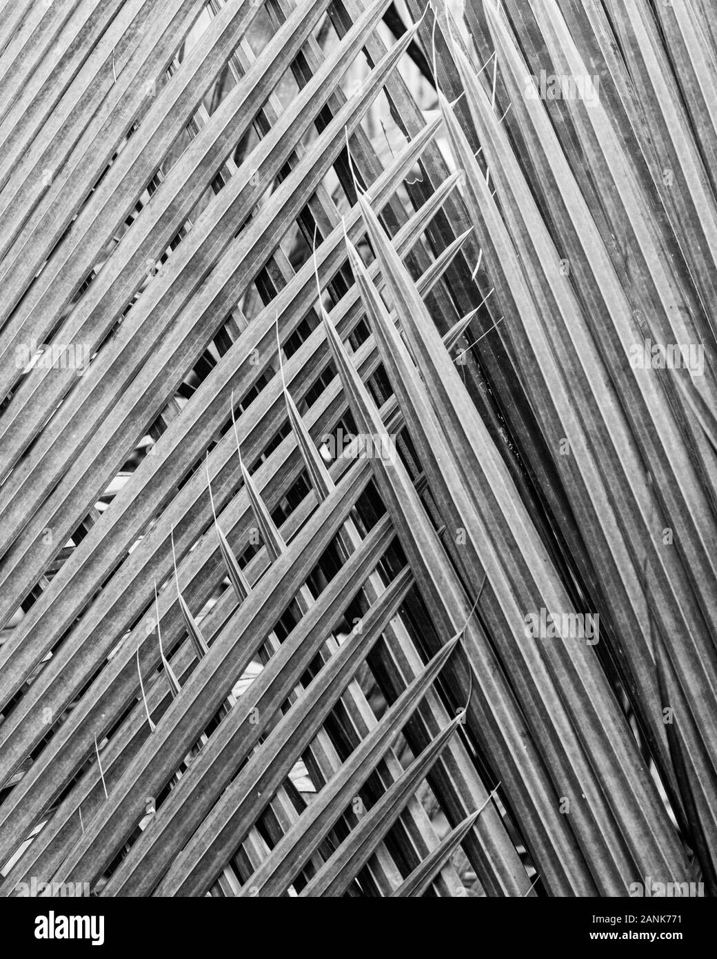 Abstract disegno geometrico fromed da fronde di palma. Foto Stock