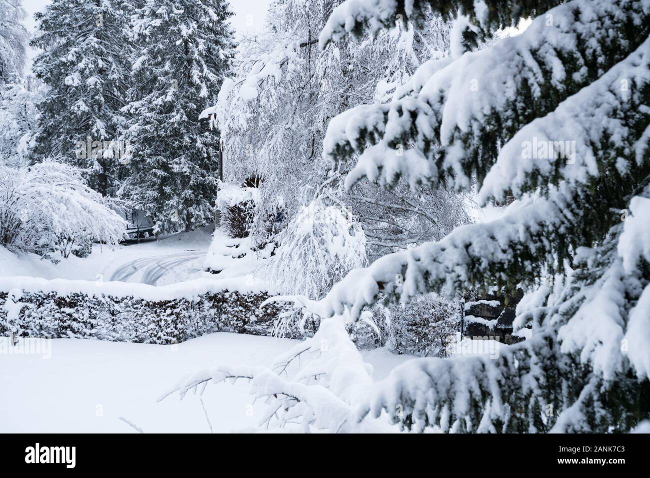Alberi coperti di neve in inverno - sfondo di Natale Foto Stock Alberi coperti di neve in inverno - sfondo di Natale Foto Stock
