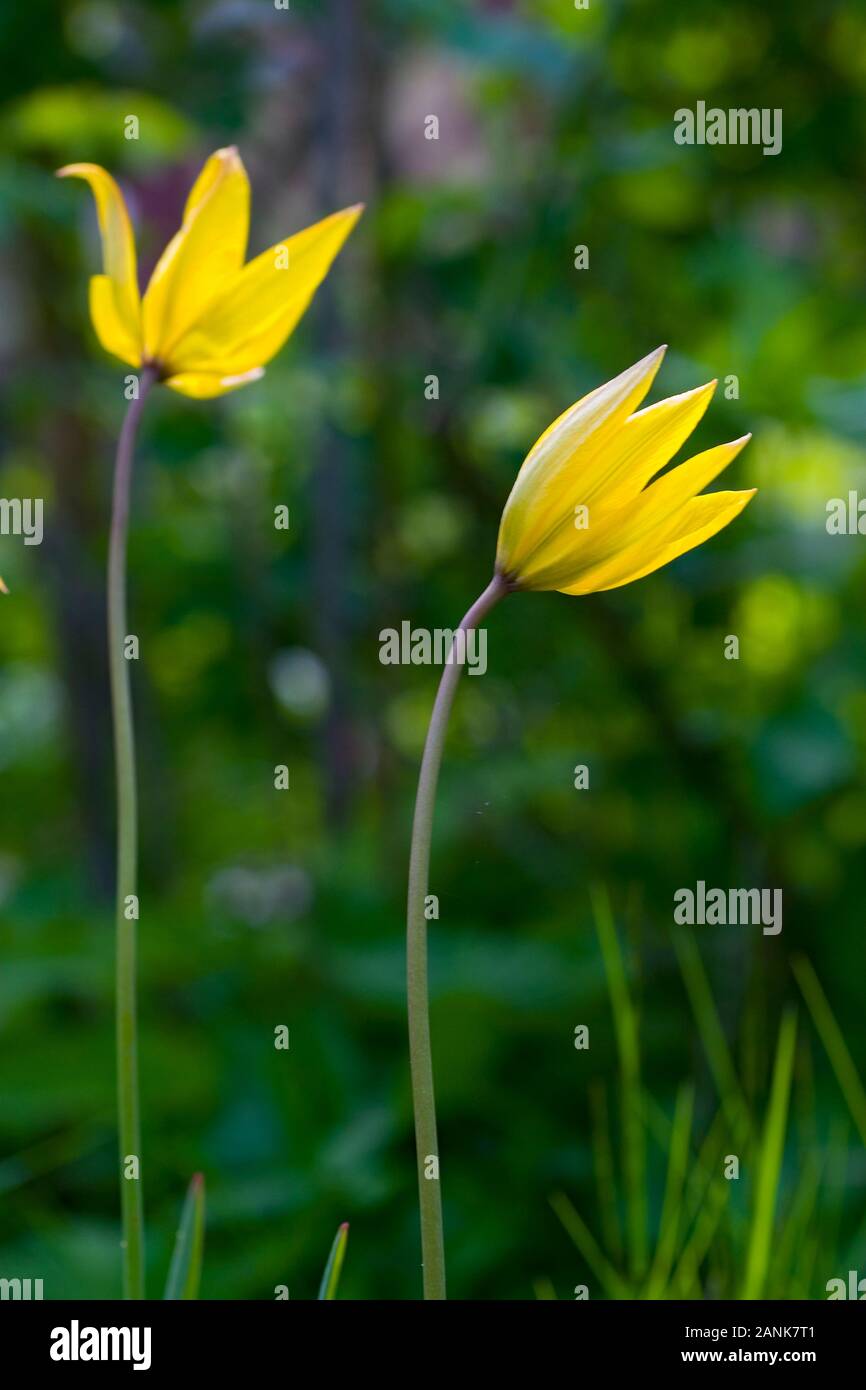 Tulipano selvatico in malmköping, Svezia Foto Stock