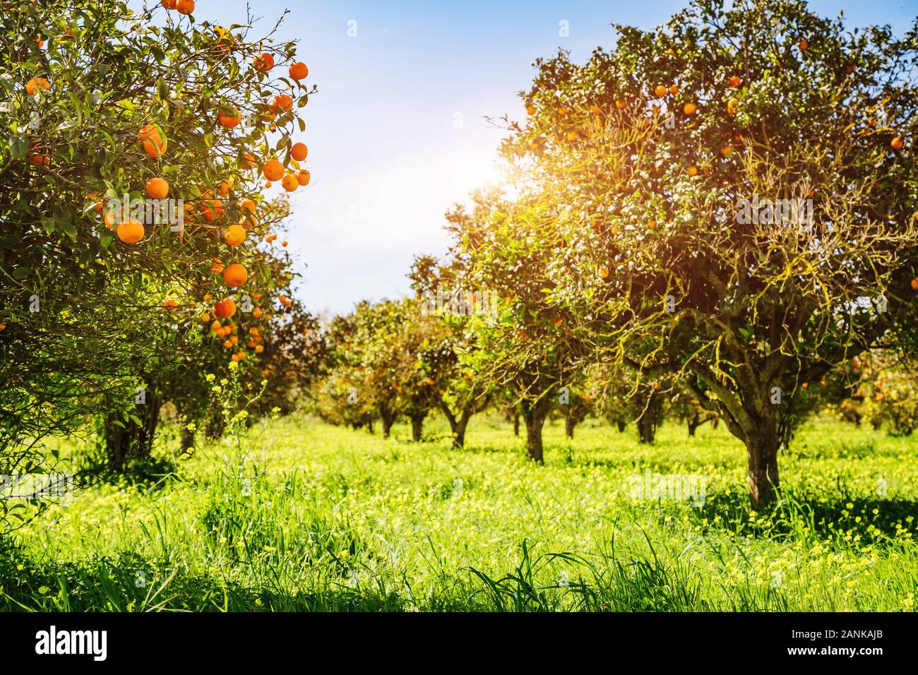 Impressionante vista sul verde giardino. Agricoltura in primavera. Il pittoresco giorno e una stupenda scena. Splendida immagine di sfondo. Ubicazione Posto isola di Sicilia Foto Stock