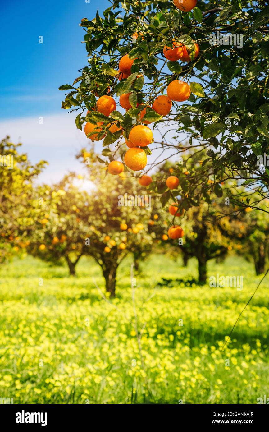 Impressionante vista sul verde giardino. Agricoltura in primavera. Il pittoresco giorno e una stupenda scena. Splendida immagine di sfondo. Ubicazione Posto isola di Sicilia Foto Stock