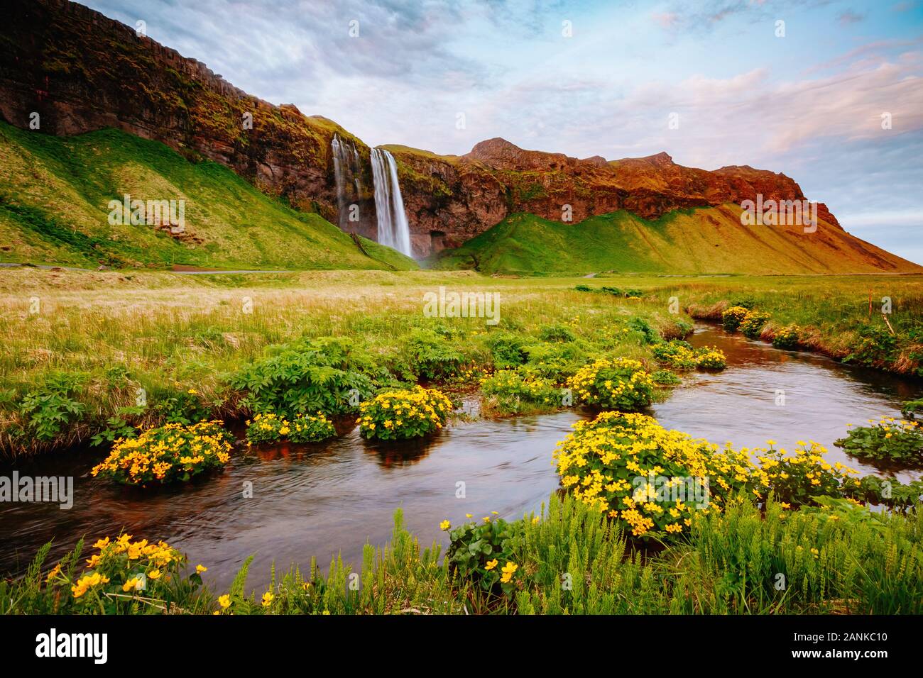 Bella vista del fiore del campo di colore verde in presenza di luce solare. Drammatica e una stupenda scena. Popolare attrazione turistica. Posizione luogo famoso Seljalandsfoss waterfa Foto Stock