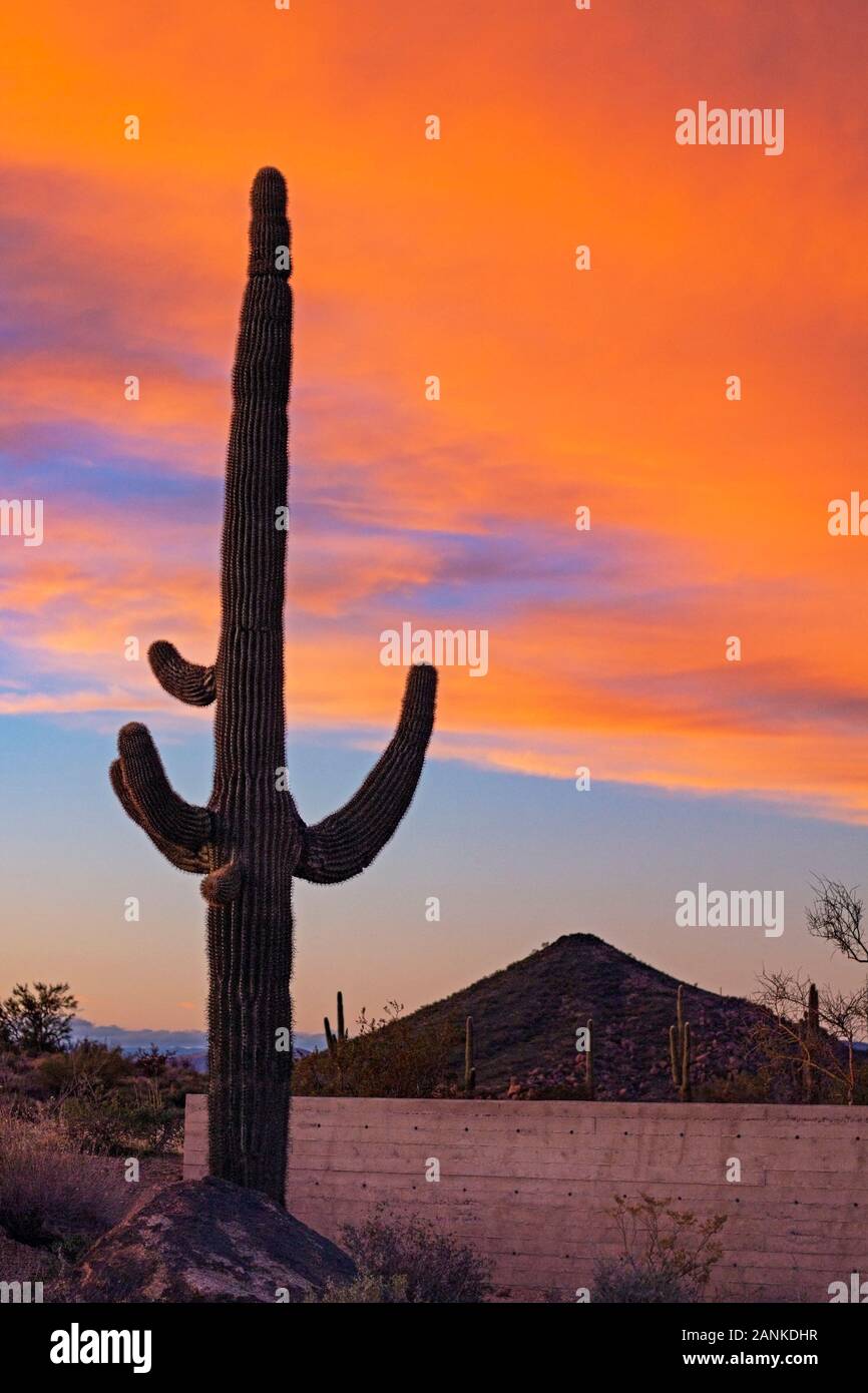 L'immagine verticale di AZ Cielo di tramonto con Lone cactus Saguaro & orange nuvole. Foto Stock