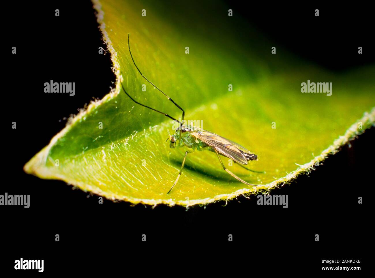 Avvistato cranefly, Nephrotoma appendiculata, crogiolarvi al sole su una foglia, REGNO UNITO Foto Stock