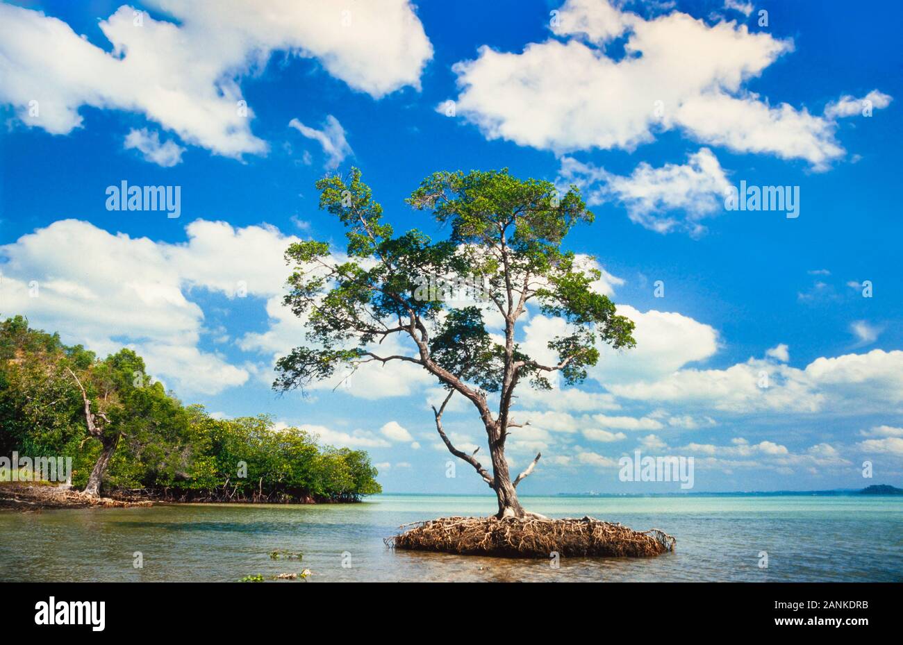 Alberi di mangrovie, bassa marea, Port Dickson Foto Stock