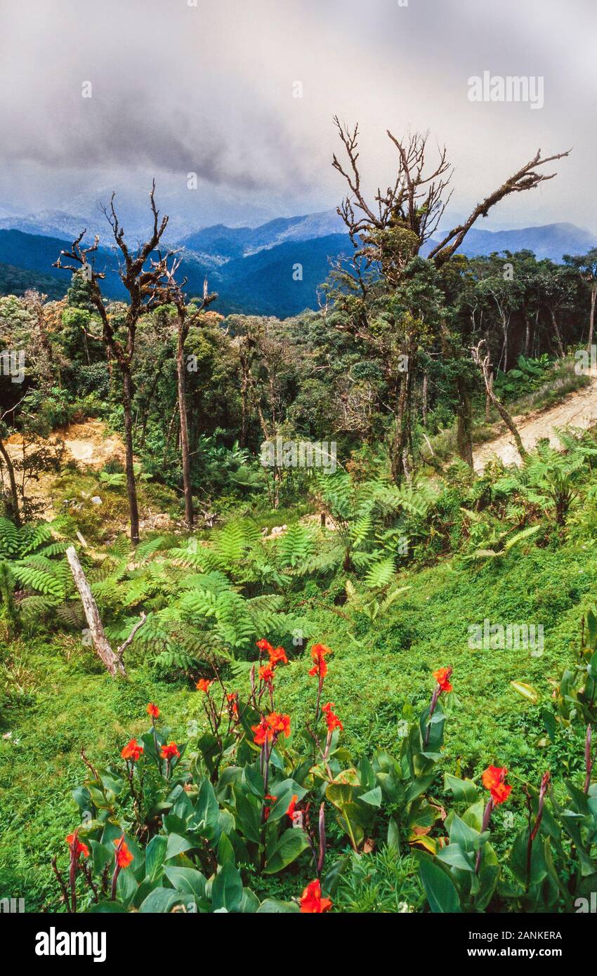 Cameron Highlands, Malaysia, tropicale paesaggio delle highland. Foto Stock