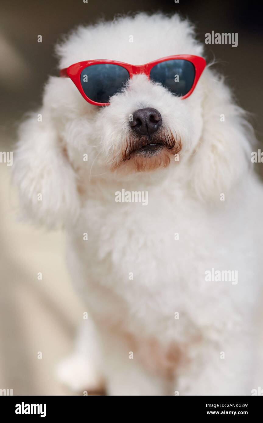 Cane barboncino indossando occhiali da sole ritratto vista ravvicinata Foto Stock
