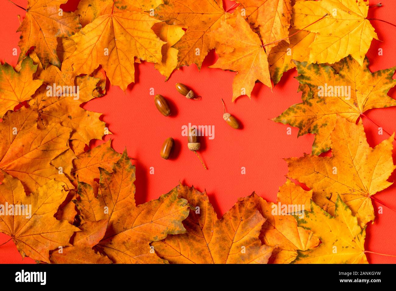 Foglie di autunno layout e alcune ghiande su sfondo rosso. Foto Stock