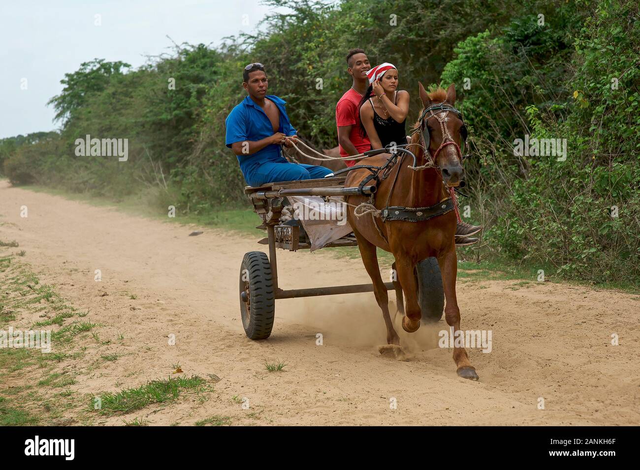 Carrello a cavallo. El Cayuco, Pinar del Río, Cuba. Foto Stock
