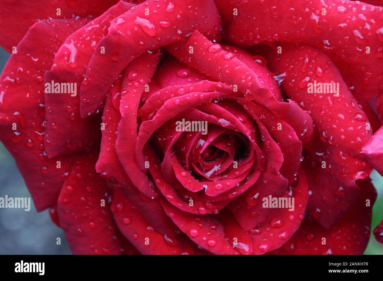 Rose memoria amorosa: una grande fioritura Hybrid Rosa Tea. Grande, rosso, ben conformato, leggermente fiori profumati prodotta dalla tarda primavera al primo gelo. Foto Stock