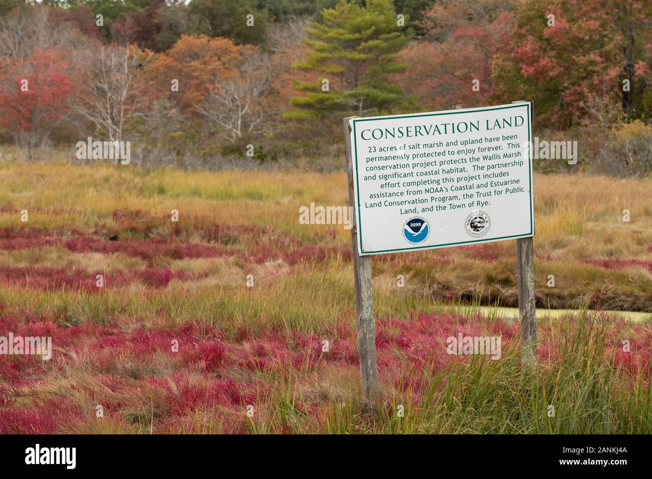 Wallis Saltmarsh regione nella segale, NH. Rosso indiano pennello. La città di segala ha svolto diversi studi sul accessment e restauro di maree ma Foto Stock