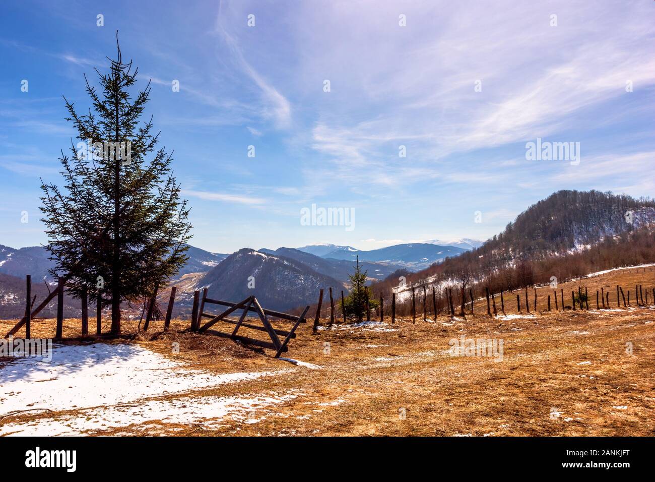 Abete rosso sulla montagna collina. inizio primavera tempo soleggiato con le nubi del cielo. neve ed erba sul prato. valle e ridge in distan Foto Stock