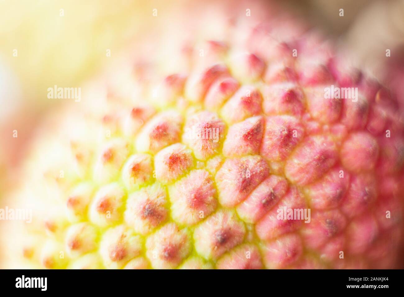 Close-up macro di litchi frutta tropicali pelle. Foto Stock