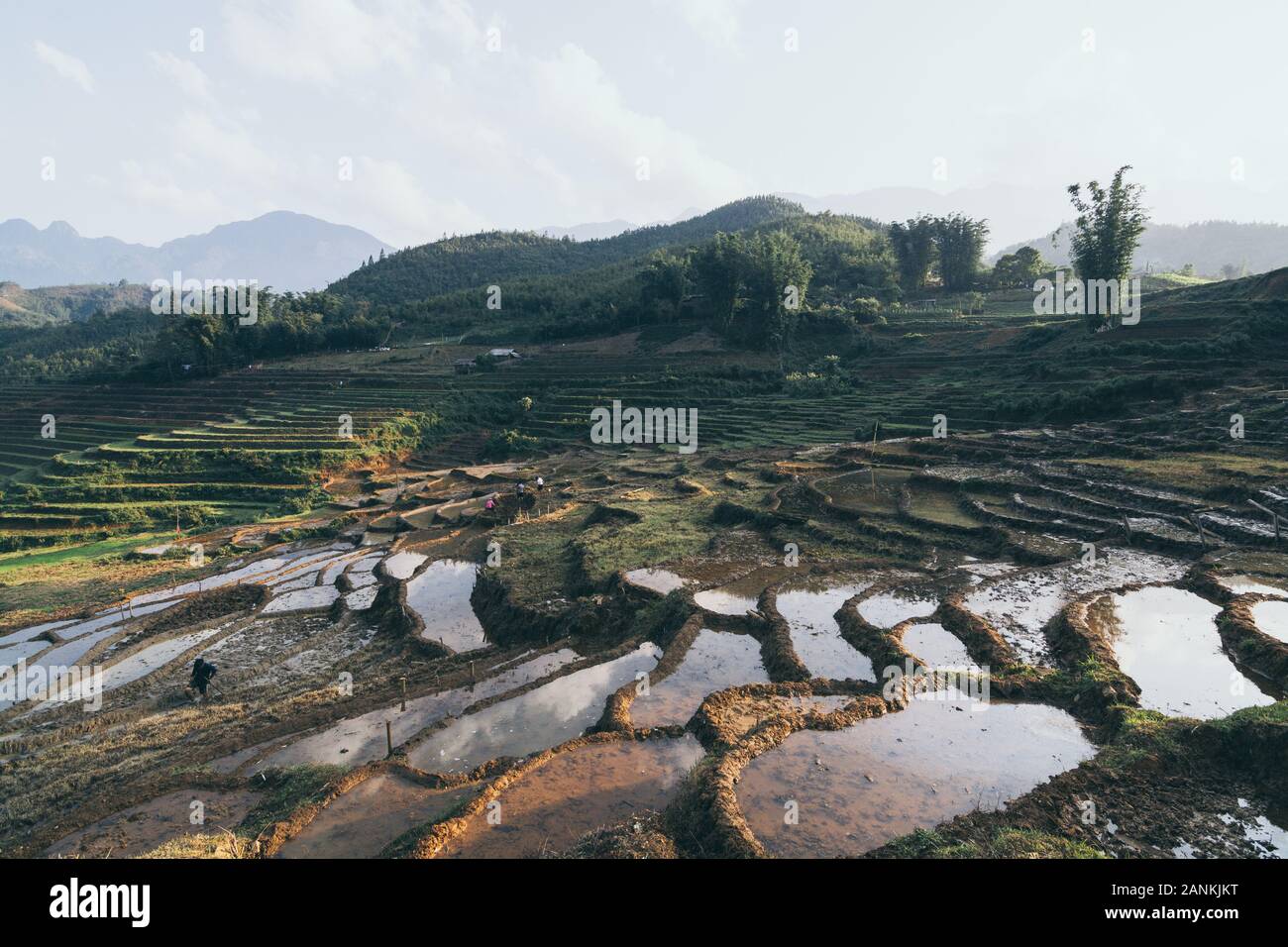 Terrazze di riso di Sapa riempito con acqua con le montagne sullo sfondo in Lao Cai provincia, Vietnam. Prospettiva tonale. Foto Stock