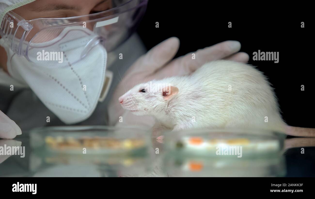 Scienziato di monitoraggio del comportamento di ratto dopo la sperimentazione animale, attività di test e sviluppo Foto Stock