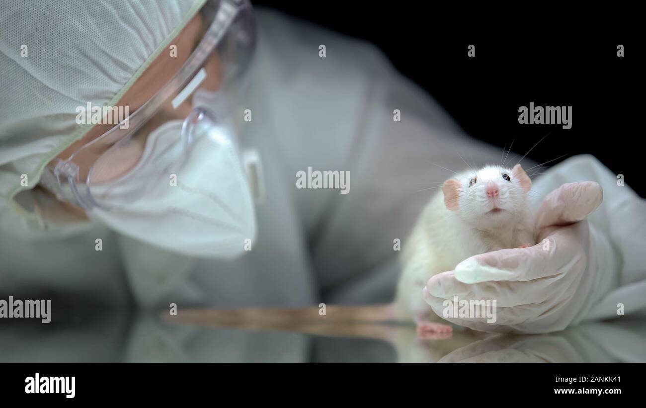 Laboratorio di screening del lavoratore il comportamento di ratto dopo l'esperimento, illegale la sperimentazione animale Foto Stock