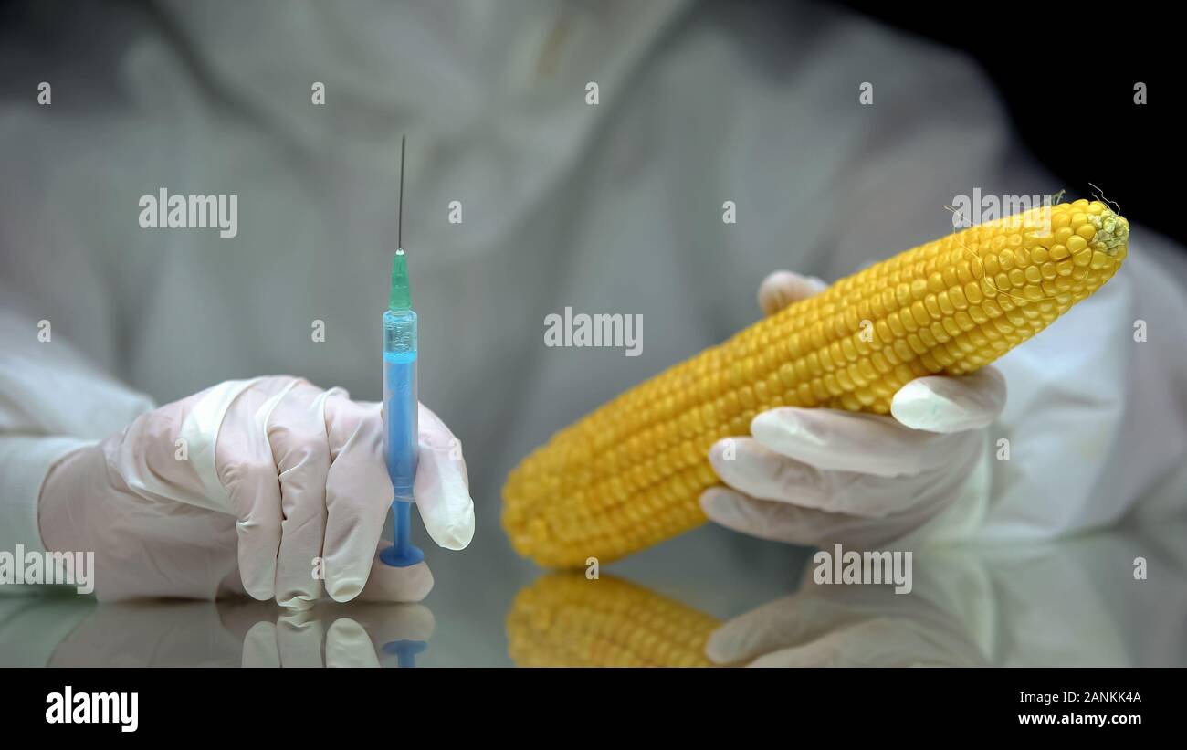Lavoratore di laboratorio tenendo la siringa e il mais OGM, la produzione di cibo e di esperimento Foto Stock