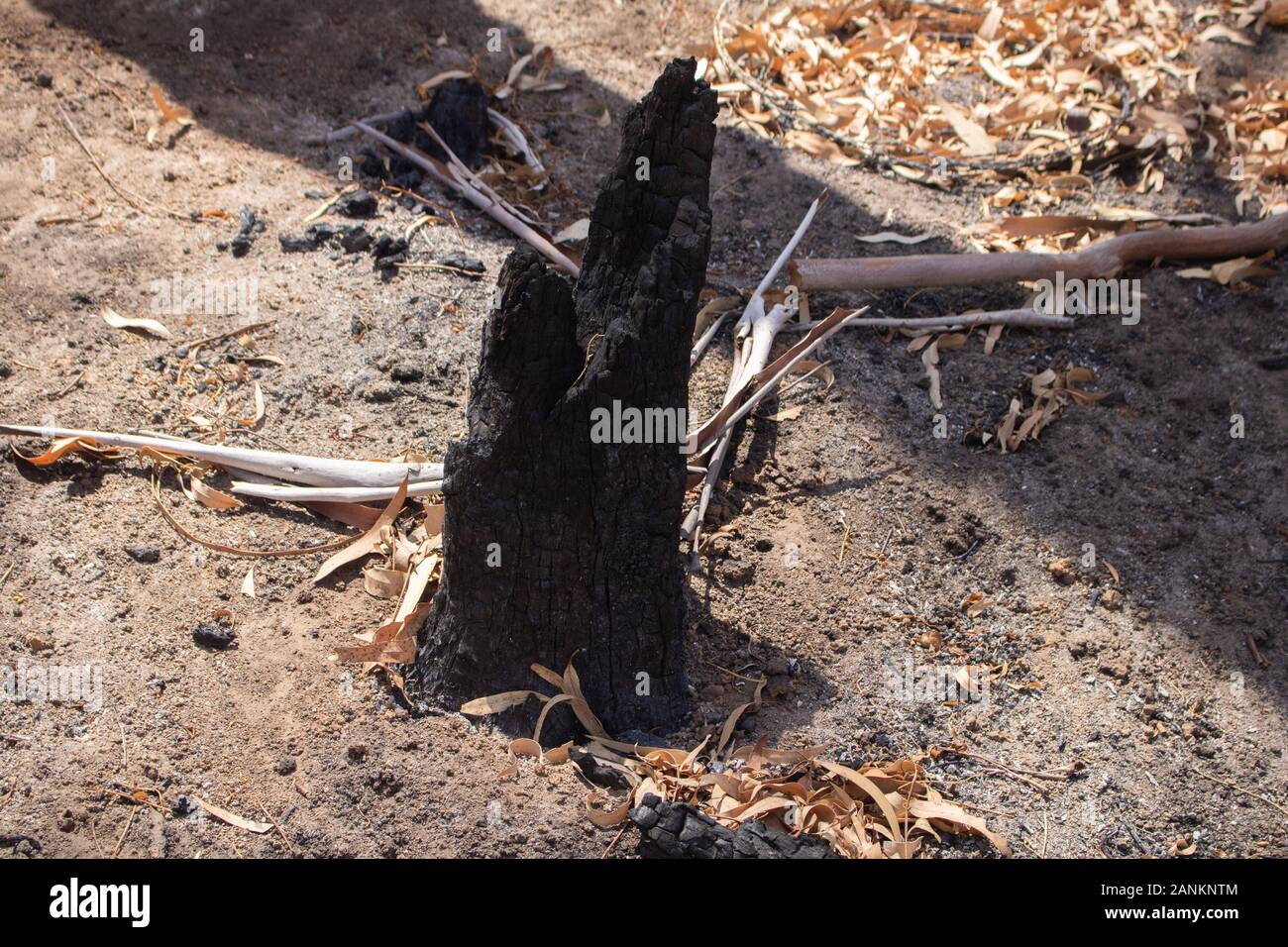 Cudlee Creek Colline di Adelaide. Il 17 gennaio 2020. Il Trunk annerito e bruciato di alberi di eucalipto a Cudlee Creek nelle Colline di Adelaide all indomani della devastante bushfires. Credito: amer ghazzal/Alamy Live News Foto Stock