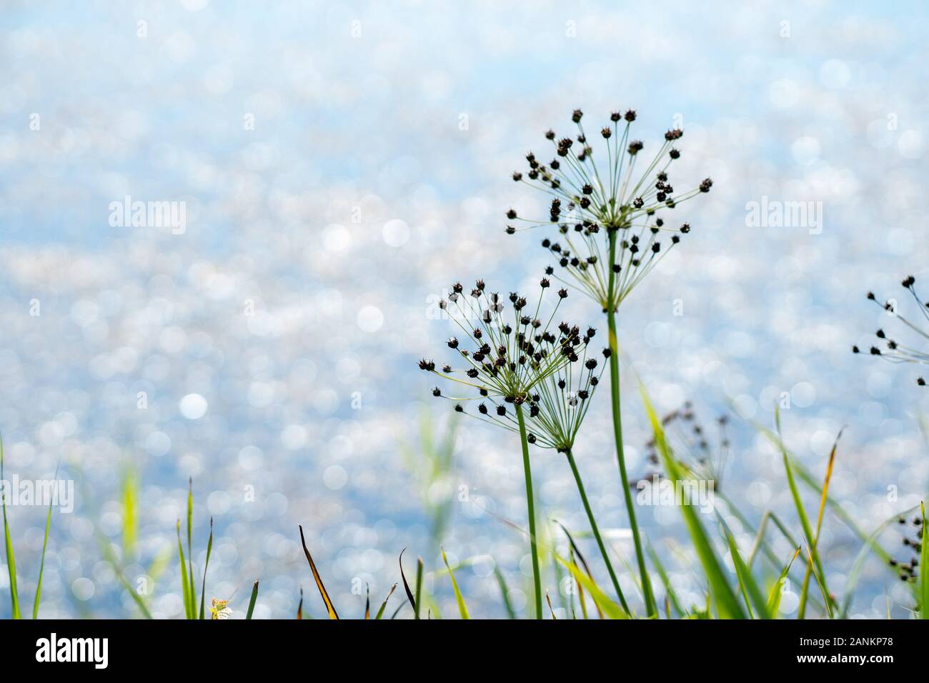 Immagine ispiratrice di wildlfower semina con acqua sfocata in background Foto Stock